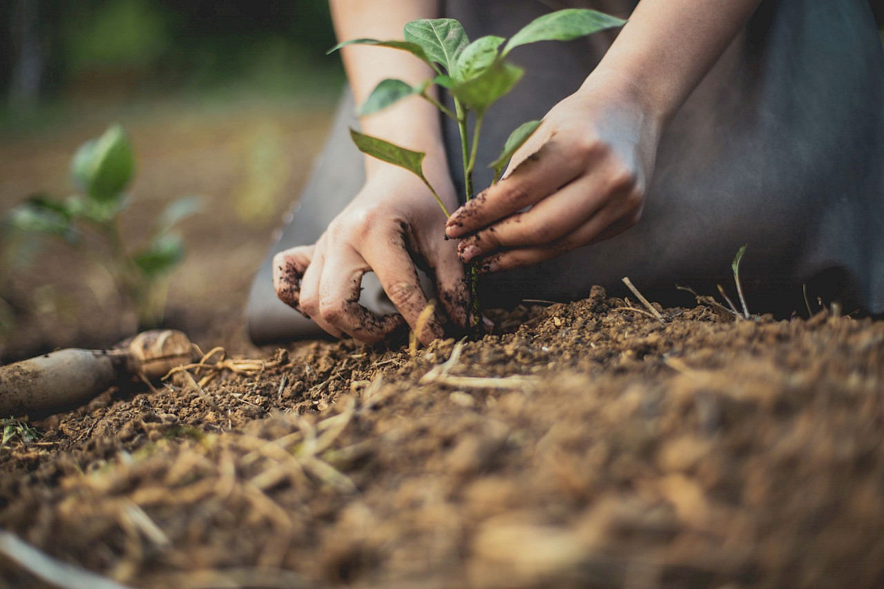 Soil